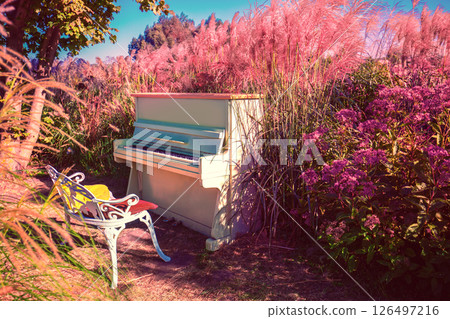 Old piano in the garden with pink miscanthus grass 126497216