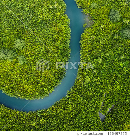 winding river in jungle, tropical landscape aerial view 126497255