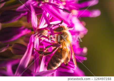 Closeup image of a busy bee diligently pollinating vibrant pink flowers in natures garden 126497288