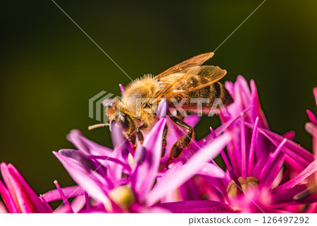 Closeup image of a busy bee diligently pollinating vibrant pink flowers in natures garden Closeup image of a busy bee diligently pollinating vibrant pink flowers in natures garden 126497292