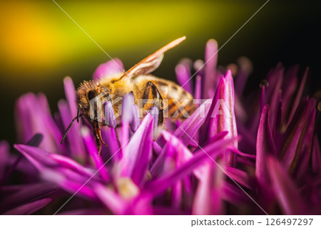 Closeup image of a busy bee diligently pollinating vibrant pink flowers in natures garden 126497297