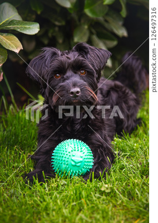 A small black york dog is lying in the grass playing with a green ball A small black york dog is lying in the grass playing with a green ball 126497316