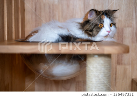 Close up of cute fluffy sleepy white cat in clear bowl on cat tree. Mixed breed cat between Maine Coon and Scottish Fold. 126497331