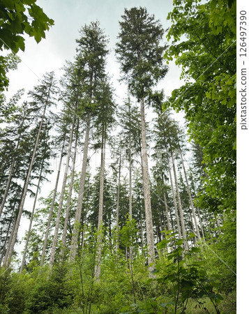 Forest with tall trees and a clear blue sky 126497390