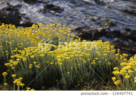 yellow flowers in spring by the sea 126497741