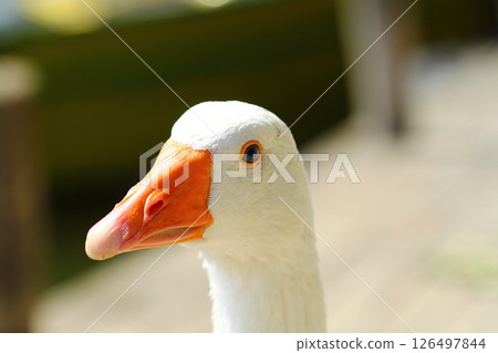 a cute and funny goose by the river a cute and funny goose by the river 126497844