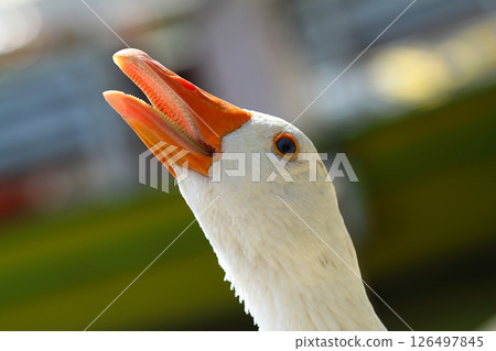 a cute and funny goose by the river a cute and funny goose by the river 126497845