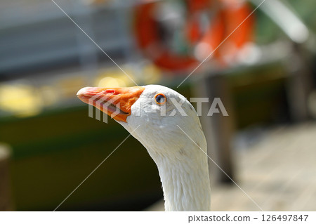 a cute and funny goose by the river a cute and funny goose by the river 126497847