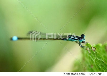 A small dragonfly living among the leaves A small dragonfly living among the leaves 126497849