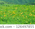 Day lilies blooming in the grasslands of Kirigamine 126497855