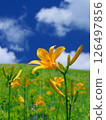Day lilies have begun to bloom 126497856