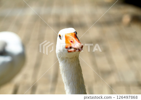 a cute and funny goose by the river 126497868