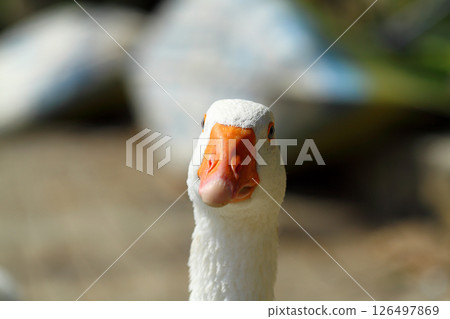 a cute and funny goose by the river a cute and funny goose by the river 126497869
