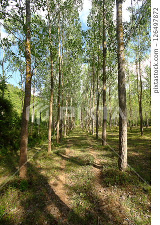 Traveling away from the city in the countryside on weekends 126497872