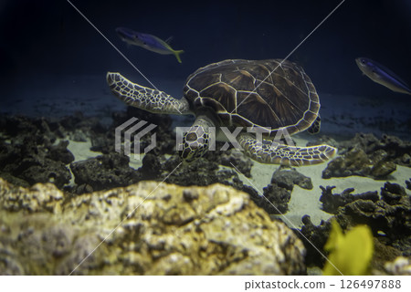 Green turtle 126497888