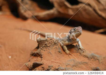 The Central Netted Dragon is nature animal in australia 126498414