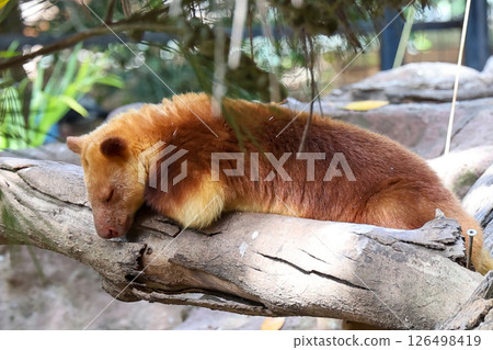 The Goodfellow's tree-kangaroo is cute animal The Goodfellow's tree-kangaroo is cute animal 126498419