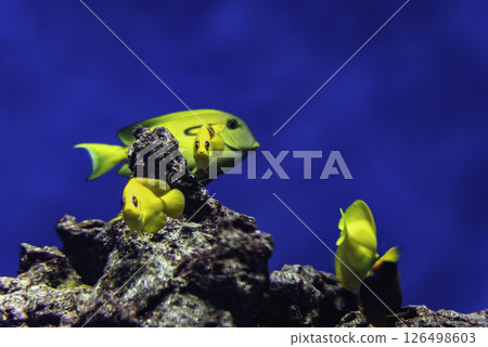 Yellow tropical fish 126498603