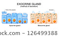 Exocrine gland. Apocrine gland cells and Merocrine cells 126499388
