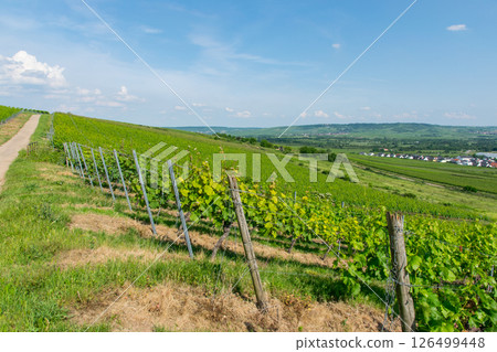 Landscape of vineyard in summer sun day. Nature background. Landscape of vineyard in summer sun day. Nature background. 126499448