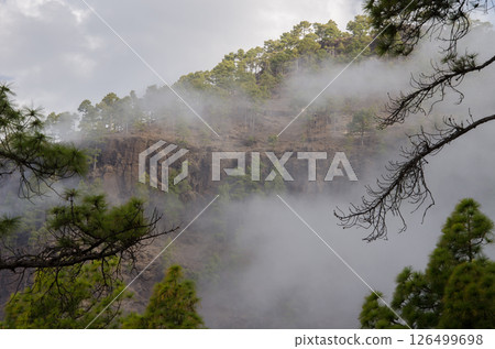 Forest in the fog. Forest in the fog. 126499698