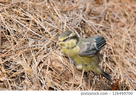 Juvenile African blue tit. 126499700
