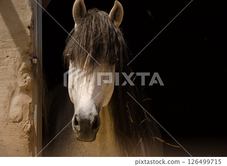 Horse inside a stable. Horse inside a stable. 126499715