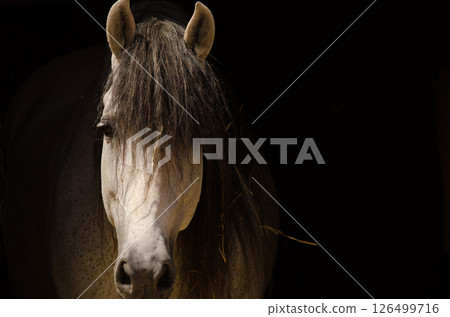 Horse inside a stable. Horse inside a stable. 126499716