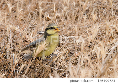 Juvenile African blue tit. Juvenile African blue tit. 126499723