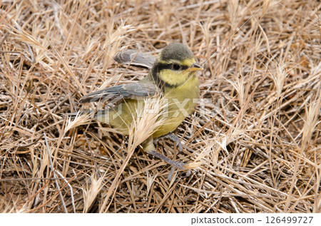 Juvenile African blue tit. 126499727