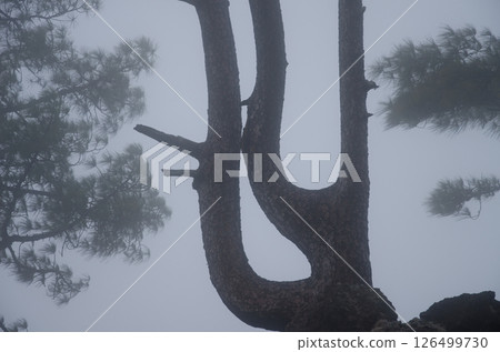 Canary Island pine in the fog. Canary Island pine in the fog. 126499730
