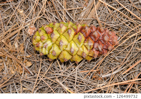 Cone of Canary island pine. 126499732