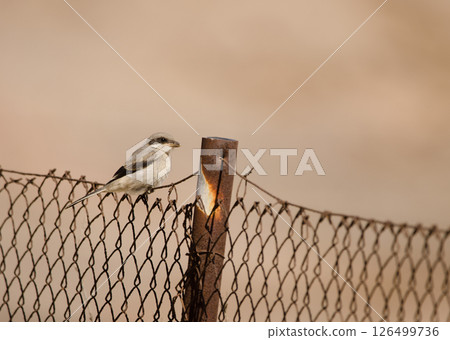 Great grey shrike. 126499736