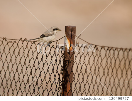 Great grey shrike. Great grey shrike. 126499737