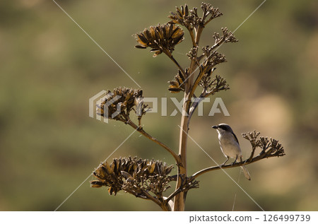 Great grey shrike. Great grey shrike. 126499739