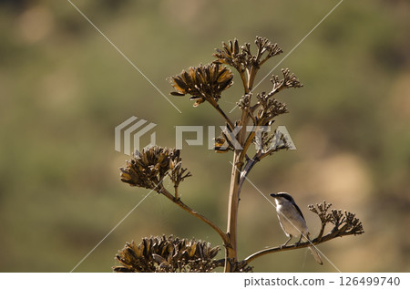 Great grey shrike. 126499740