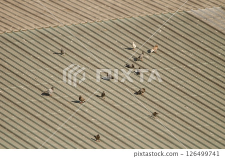 Domestic pigeons on a factory. Domestic pigeons on a factory. 126499741