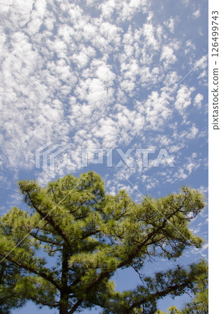Canary Island pine and cloudscape. Canary Island pine and cloudscape. 126499743