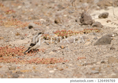 Great grey shrike. 126499769