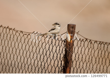 Great grey shrike. Great grey shrike. 126499771