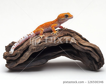 Bright Orange Gecko Perched on Rustic Wooden Log 126500346