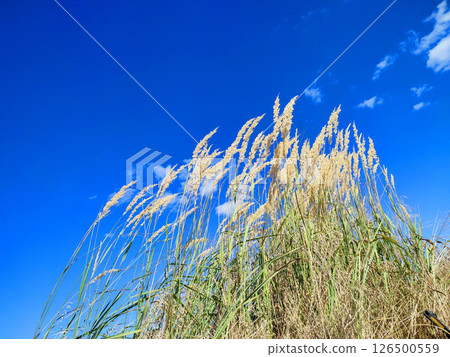 Brushes of dry feather grass swaying in wind on background of blue sky with white clouds on sunny summer day. Dry field grass, green leaves. Common Reed blowing in wind. Wild field nature environment 126500559