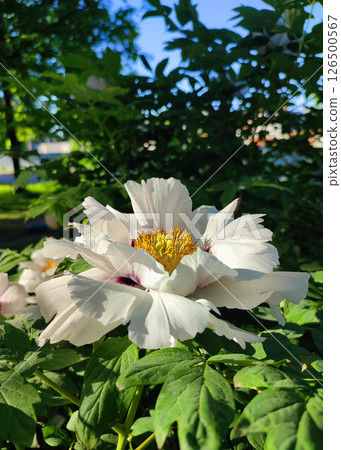 White tree peony flower. Blooming Tree peony flower with large white petals, yellow stamens and green leaves on a sunny day. Spring flowers blooming. Floriculture. Flowerbed in bloom. White tree peony flower. Blooming Tree peony flower with large white petals, yellow stamens and green leaves on a sunny day. Spring flowers blooming. Floriculture. Flowerbed in bloom. 126500567