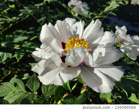 White tree peony flower. Blooming Tree peony flower with large white petals, yellow stamens and green leaves on a sunny day. Spring flowers blooming. Floriculture. Flowerbed in bloom. 126500568