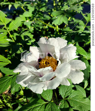 White tree peony flower. Blooming Tree peony flower with large white petals, yellow stamens and green leaves on a sunny day. Spring flowers blooming. Floriculture. Flowerbed in bloom. 126500569