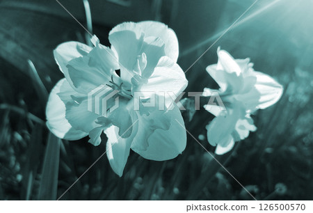 Narcissus. Beautiful flower with white orange petals, stamens and green leaves grows in ground on sunny spring day. Selection breeding. Artificially bred plant. Cultivated varietal daffodil Blue color Narcissus. Beautiful flower with white orange petals, stamens and green leaves grows in ground on sunny spring day. Selection breeding. Artificially bred plant. Cultivated varietal daffodil Blue color 126500570