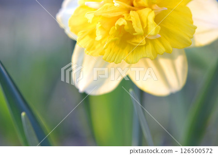 Yellow narcissus flower on green stem with green leaves growing in black ground on sunny spring day. Cultivated varietal flower daffodil. Blooming flower, petals and stamens. Plants nature Yellow narcissus flower on green stem with green leaves growing in black ground on sunny spring day. Cultivated varietal flower daffodil. Blooming flower, petals and stamens. Plants nature 126500572