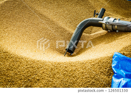Pile of grain seeds and machine tube Pile of grain seeds and machine tube 126501330