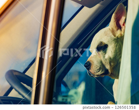 Dog inside camper car 126501358