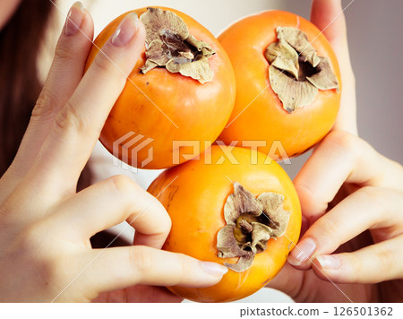 Hand holding persimmon kaki fruits Hand holding persimmon kaki fruits 126501362